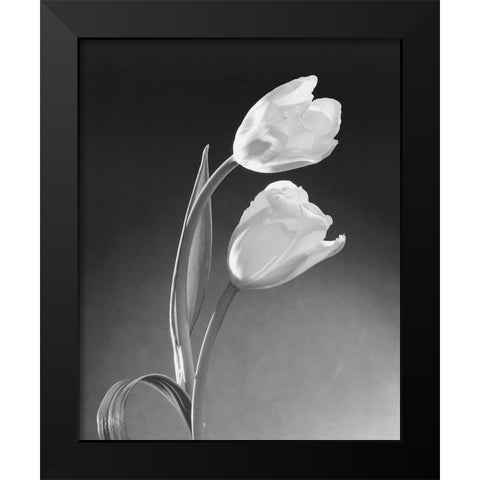 Tulip Duo Black Modern Wood Framed Art Print by Stefanich, Dick and Diane