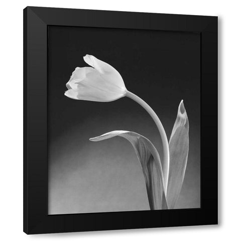 Solo Tulip Black Modern Wood Framed Art Print with Double Matting by Stefanich, Dick and Diane