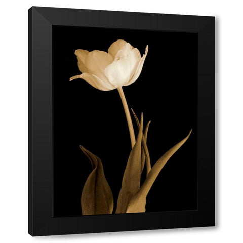 Splendid Beauty Black Modern Wood Framed Art Print by Britt, Charles