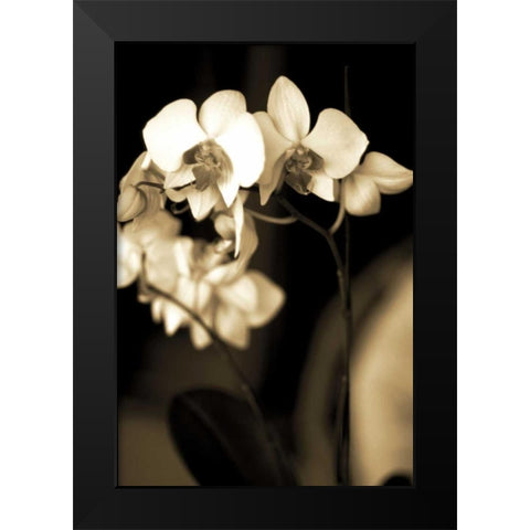 Exotic Blooms Black Modern Wood Framed Art Print by Ryan, Cinzia