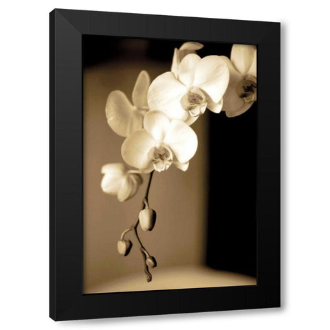 Exotic Blooms Black Modern Wood Framed Art Print by Ryan, Cinzia