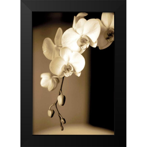Exotic Blooms Black Modern Wood Framed Art Print by Ryan, Cinzia