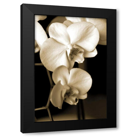 Exotic Blooms Black Modern Wood Framed Art Print by Ryan, Cinzia
