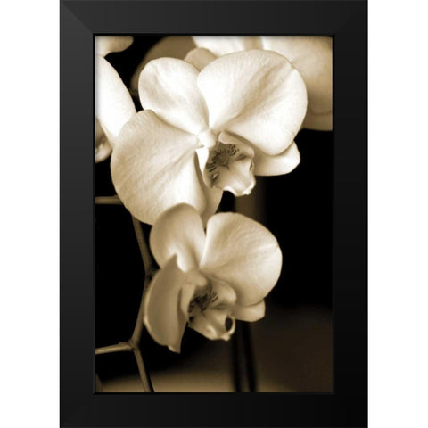 Exotic Blooms Black Modern Wood Framed Art Print by Ryan, Cinzia
