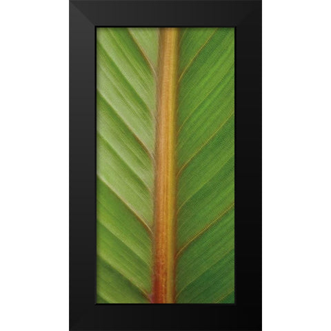 Verdant Trio II Black Modern Wood Framed Art Print by Maihara/Watt, Jeff/Boyce