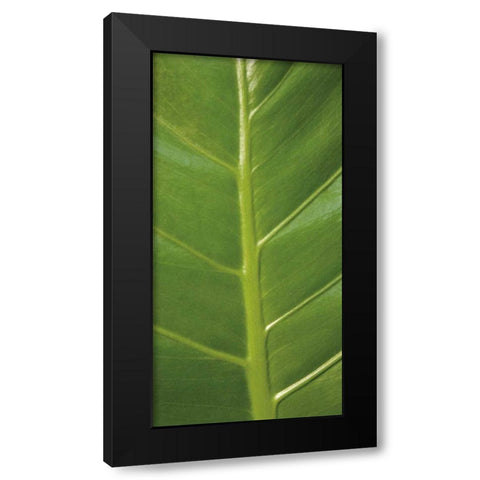 Verdant Trio III Black Modern Wood Framed Art Print by Maihara/Watt, Jeff/Boyce