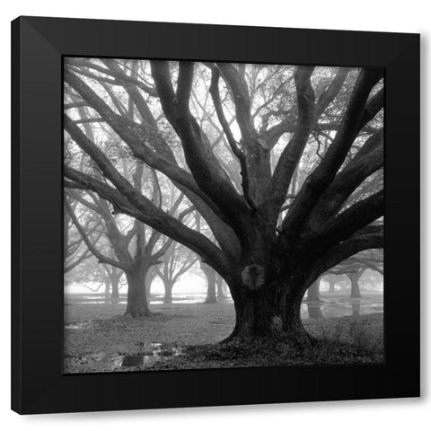 Oak Grove, Winter Black Modern Wood Framed Art Print by Guion, William