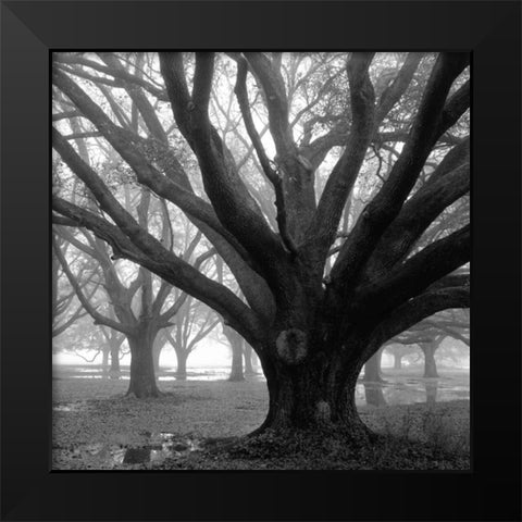 Oak Grove, Winter Black Modern Wood Framed Art Print by Guion, William