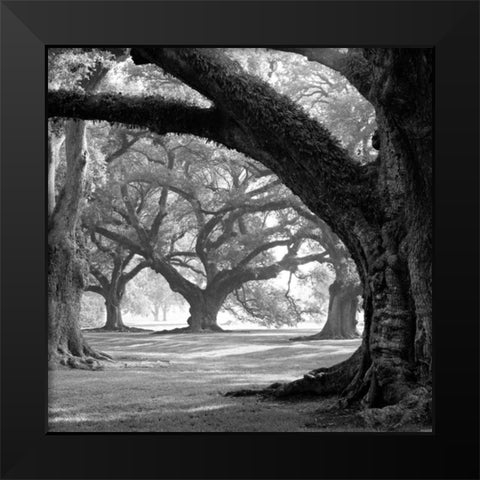 Oak Alley, West Row Black Modern Wood Framed Art Print by Guion, William