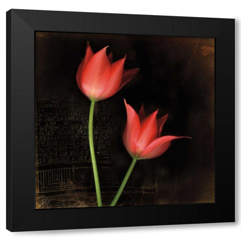 Species Tulips Black Modern Wood Framed Art Print with Double Matting by Filler, Rick