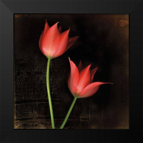 Species Tulips Black Modern Wood Framed Art Print by Filler, Rick