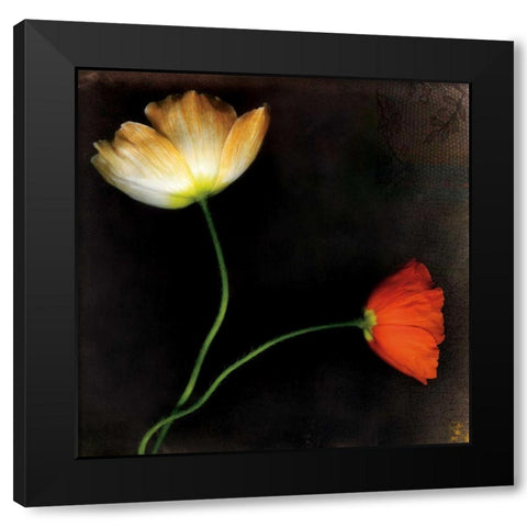 Icelantic Poppies Black Modern Wood Framed Art Print with Double Matting by Filler, Rick