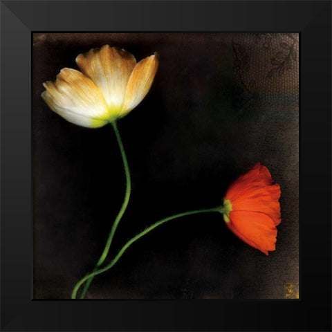 Icelantic Poppies Black Modern Wood Framed Art Print by Filler, Rick