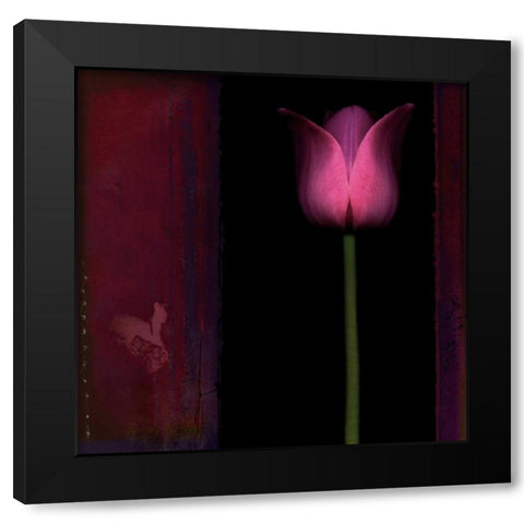 Red Tulip I Black Modern Wood Framed Art Print by Filler, Rick