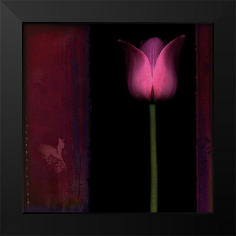 Red Tulip I Black Modern Wood Framed Art Print by Filler, Rick