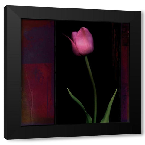 Red Tulip II Black Modern Wood Framed Art Print by Filler, Rick