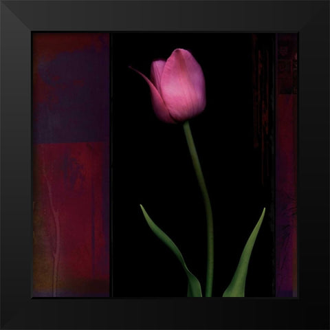 Red Tulip II Black Modern Wood Framed Art Print by Filler, Rick