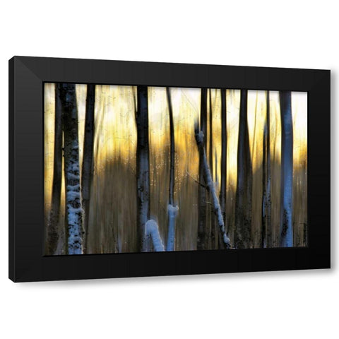 The Forest at Dawn Black Modern Wood Framed Art Print with Double Matting by Pelkey, Marvin