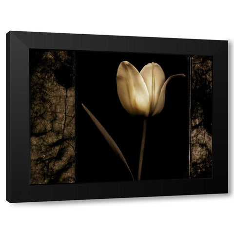 White Tulipa I Black Modern Wood Framed Art Print by Filler, Rick