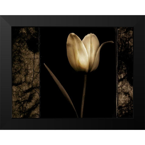 White Tulipa I Black Modern Wood Framed Art Print by Filler, Rick