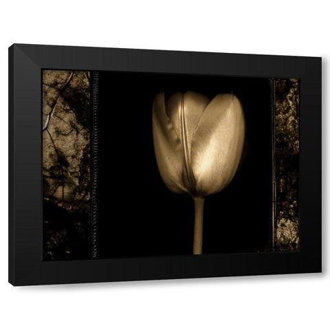 White Tulipa II Black Modern Wood Framed Art Print by Filler, Rick