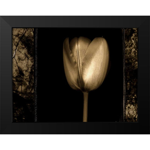 White Tulipa II Black Modern Wood Framed Art Print by Filler, Rick