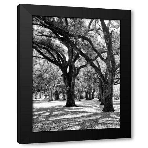 Oak Tree Study Black Modern Wood Framed Art Print by Maihara/Watt, Jeff/Boyce