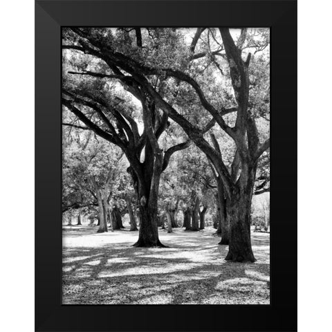 Oak Tree Study Black Modern Wood Framed Art Print by Maihara/Watt, Jeff/Boyce