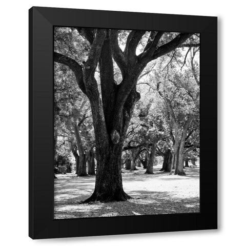 Oak Tree Study Black Modern Wood Framed Art Print by Maihara/Watt, Jeff/Boyce