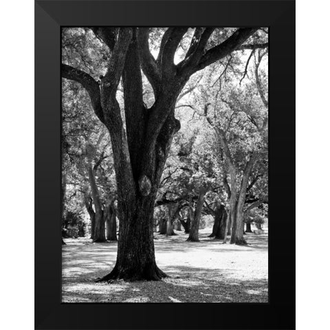 Oak Tree Study Black Modern Wood Framed Art Print by Maihara/Watt, Jeff/Boyce