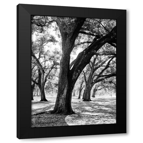 Oak Tree Study Black Modern Wood Framed Art Print with Double Matting by Maihara/Watt, Jeff/Boyce