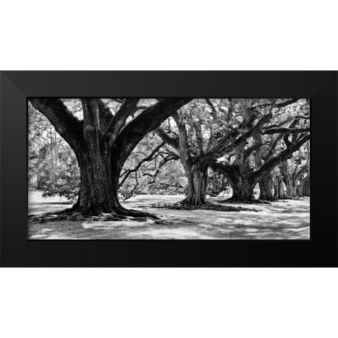 Majestic Oaks I Black Modern Wood Framed Art Print by Maihara, Jeff