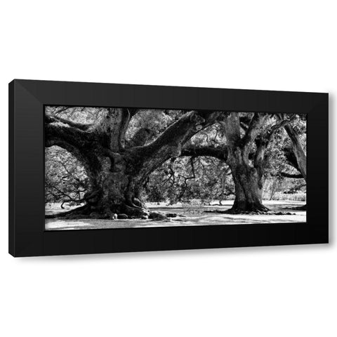 Majestic Oaks II Black Modern Wood Framed Art Print with Double Matting by Maihara, Jeff