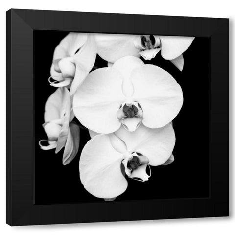 Orchid Portrait I Black Modern Wood Framed Art Print by Maihara, Jeff