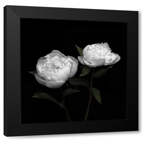 Peony Perfection I Black Modern Wood Framed Art Print by Maihara, Jeff