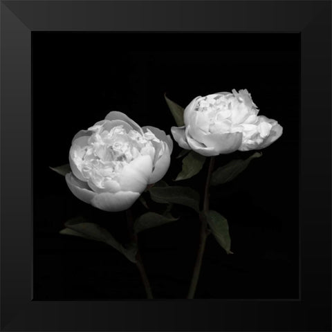 Peony Perfection I Black Modern Wood Framed Art Print by Maihara, Jeff