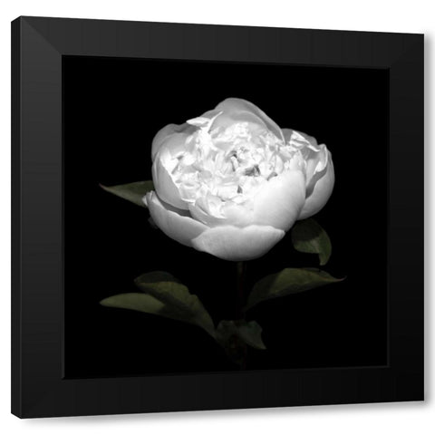 Peony Perfection II Black Modern Wood Framed Art Print with Double Matting by Maihara, Jeff