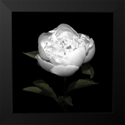 Peony Perfection II Black Modern Wood Framed Art Print by Maihara, Jeff