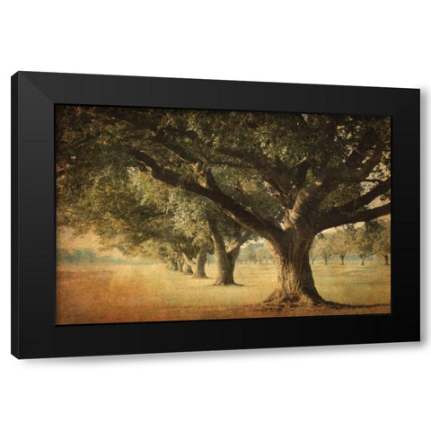 Island Oak Black Modern Wood Framed Art Print by Guion, William