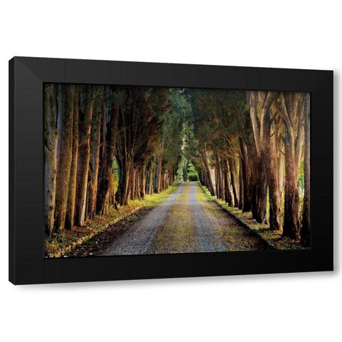 Tree Tunnel Black Modern Wood Framed Art Print by Cahill, Michael