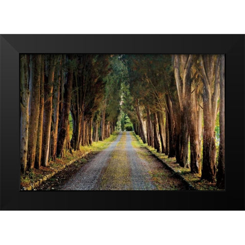 Tree Tunnel Black Modern Wood Framed Art Print by Cahill, Michael