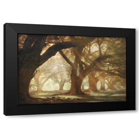Oak Alley Morning Light Black Modern Wood Framed Art Print by Guion, William