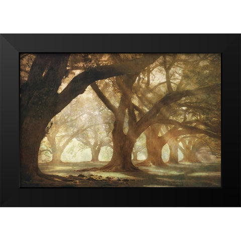 Oak Alley Morning Light Black Modern Wood Framed Art Print by Guion, William