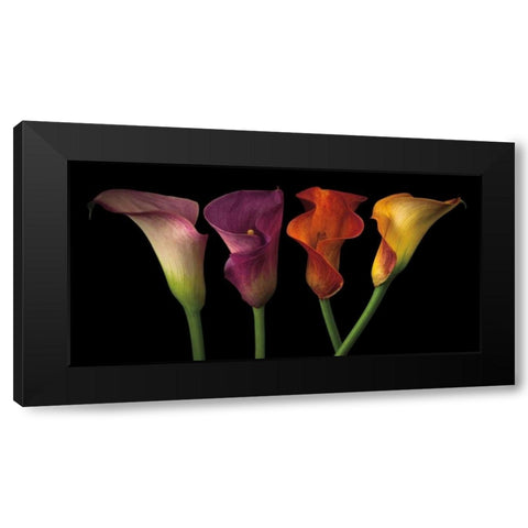 Jewel Calla Lilies Black Modern Wood Framed Art Print by Frank, Assaf