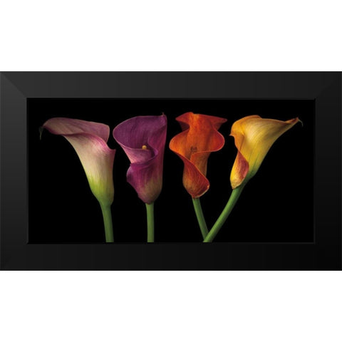 Jewel Calla Lilies Black Modern Wood Framed Art Print by Frank, Assaf