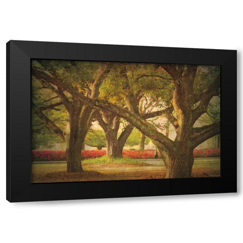 Three Oaks and Azaleas Black Modern Wood Framed Art Print by Guion, William