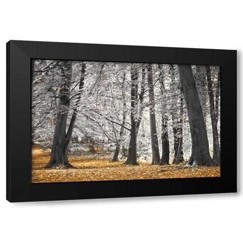 Autumn Tress and Leaves Black Modern Wood Framed Art Print with Double Matting by Frank, Assaf