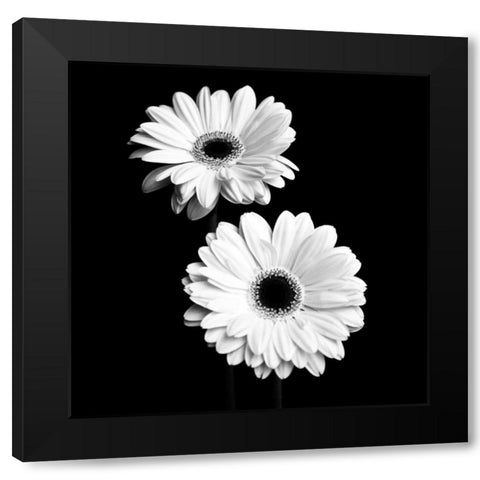 Gerbera Portrait I Black Modern Wood Framed Art Print by Maihara, Jeff