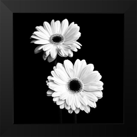 Gerbera Portrait I Black Modern Wood Framed Art Print by Maihara, Jeff