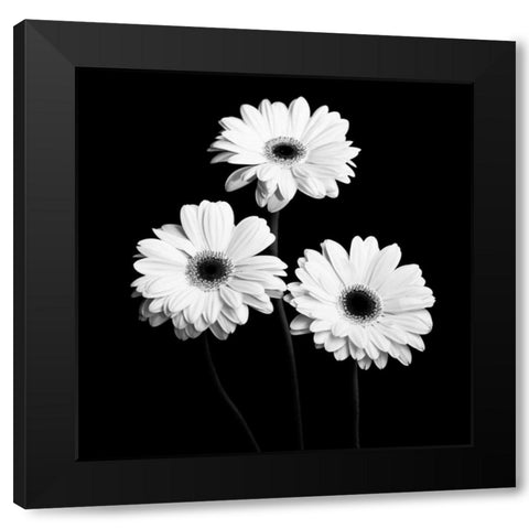 Gerbera Portrait II Black Modern Wood Framed Art Print by Maihara, Jeff